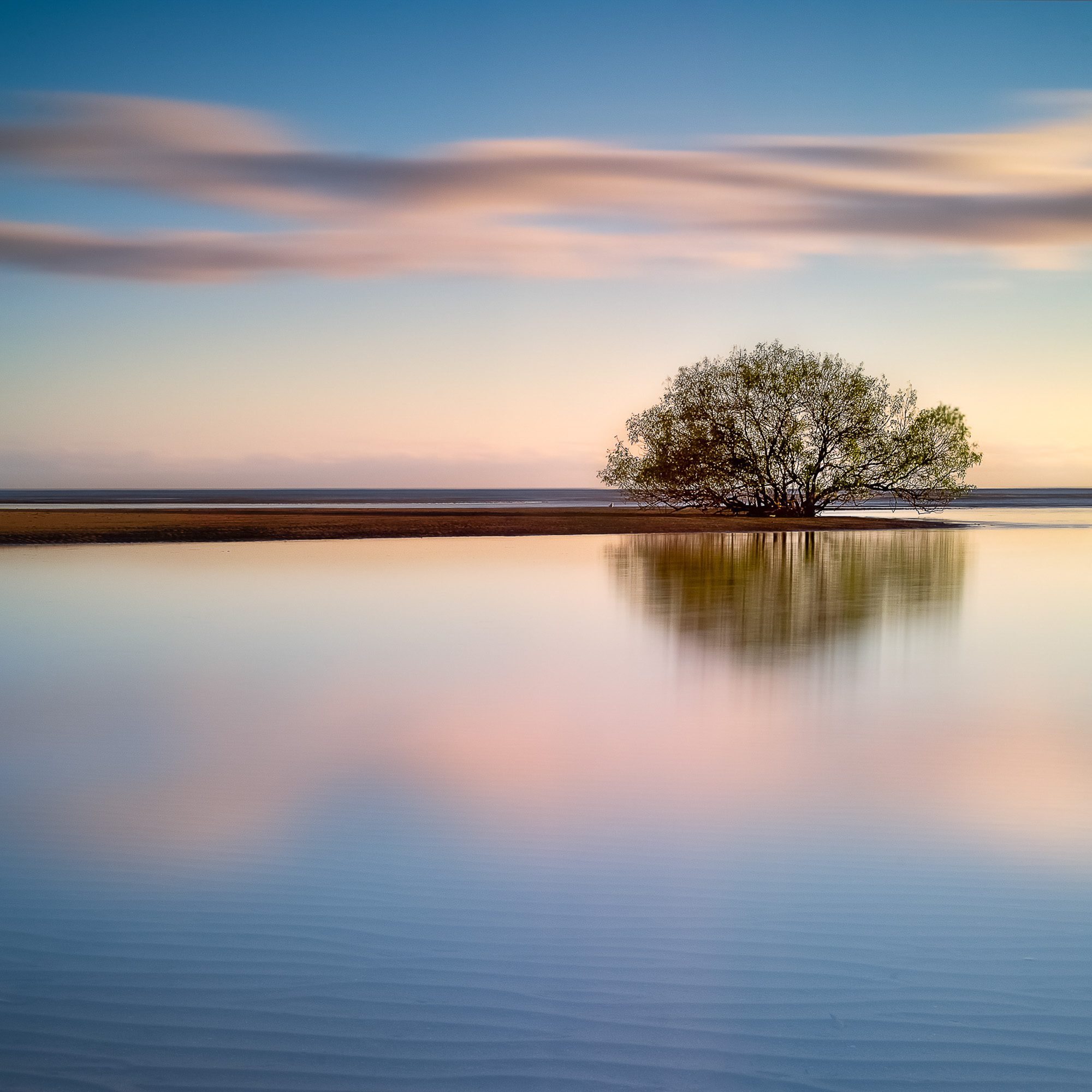 Mangrove tree reflected at sunset, Bushland Beach, Queensland