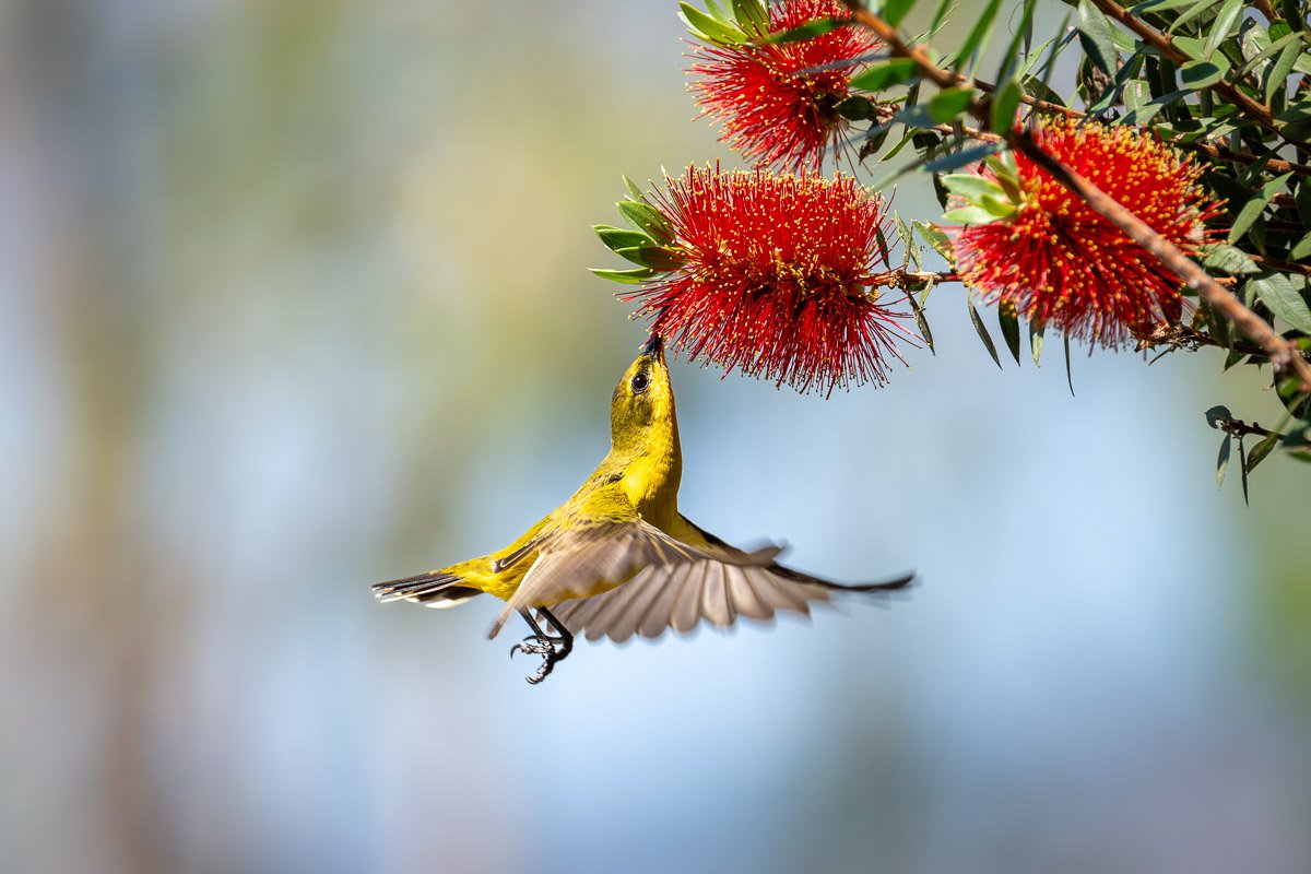 Olive-backed sunbird feeding at a bottlebrush flower, captured mid-flight
